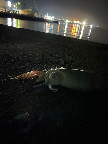 コウイカの釣果