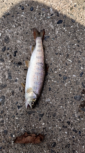 アマゴの釣果