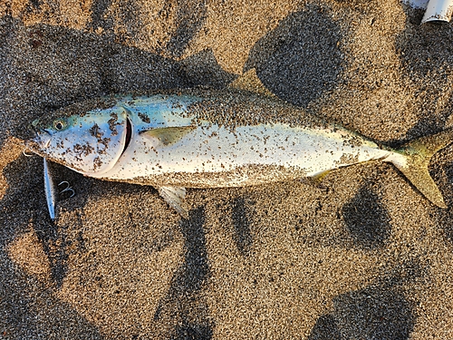 イナダの釣果