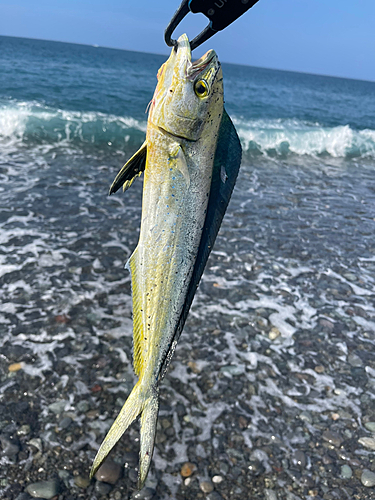 シイラの釣果