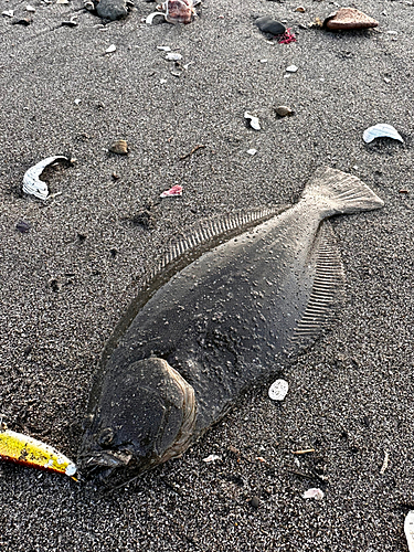 ヒラメの釣果