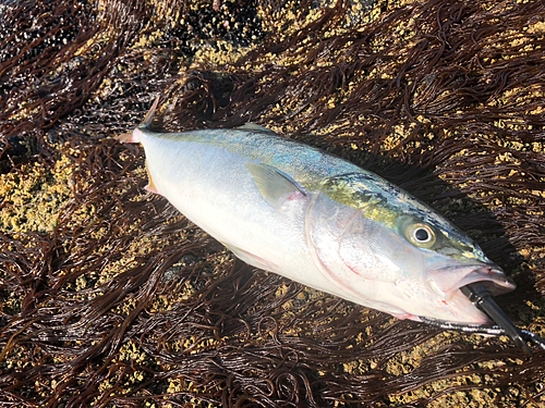 イナダの釣果