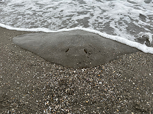 ツバクロエイの釣果