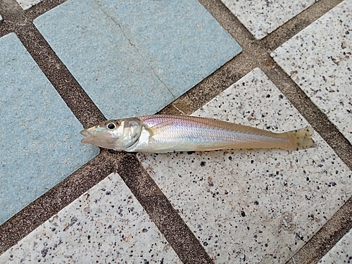 松川浦で釣れたキスの釣り・釣果情報 - アングラーズ