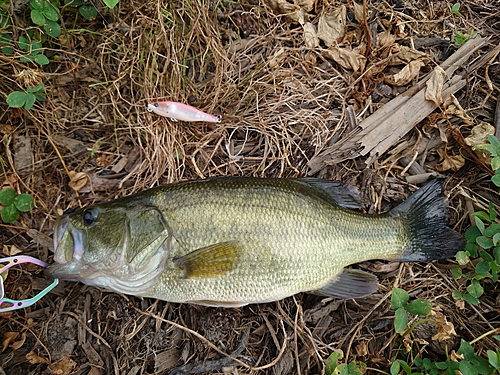 ラージマウスバスの釣果