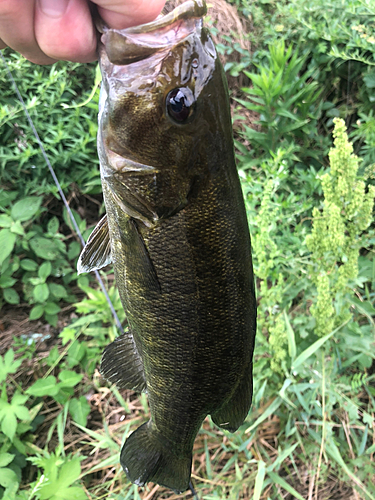 スモールマウスバスの釣果