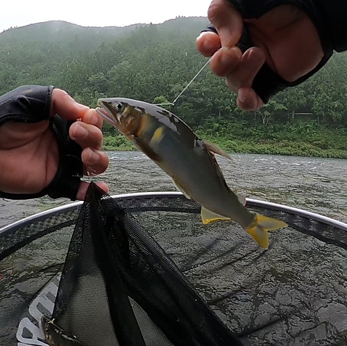 アユの釣果