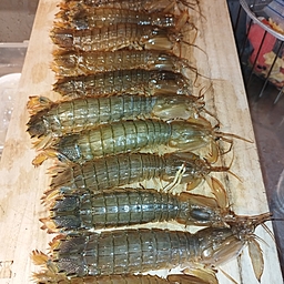 シャコ