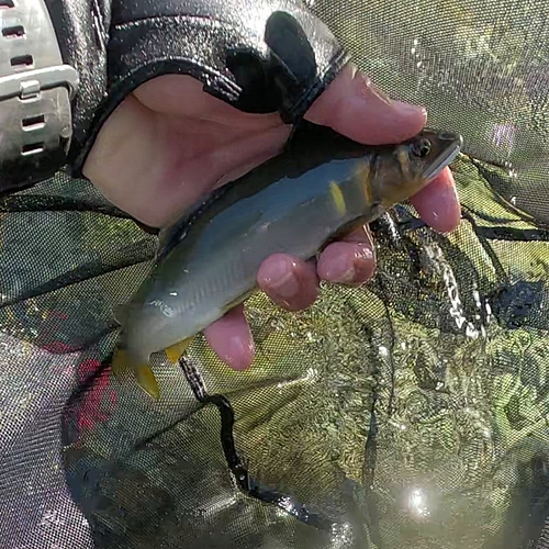 アユの釣果