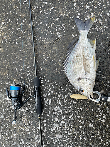 チヌの釣果