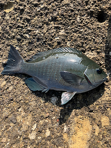 メジナの釣果