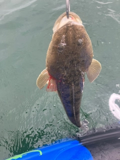 マゴチの釣果