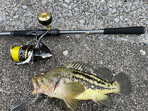 アブラコの釣果