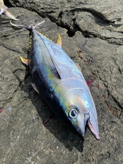 キハダマグロの釣果