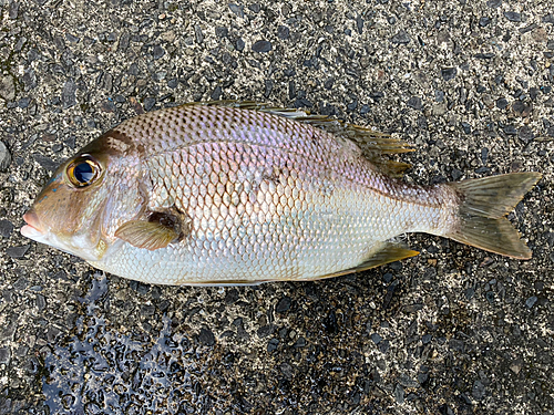 メイチダイの釣果