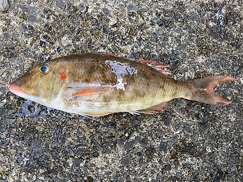 ホオアカクチビの釣果