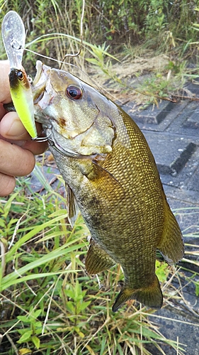 スモールマウスバスの釣果