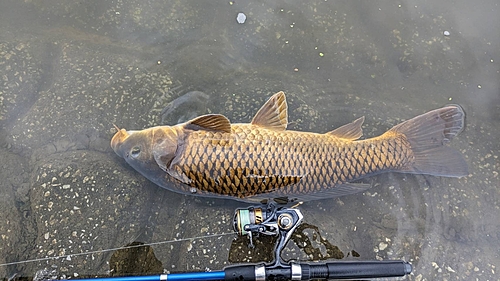 コイの釣果