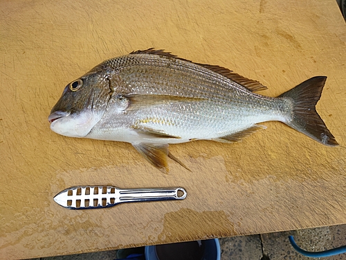 ヘダイの釣果