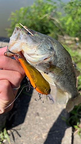 ブラックバスの釣果