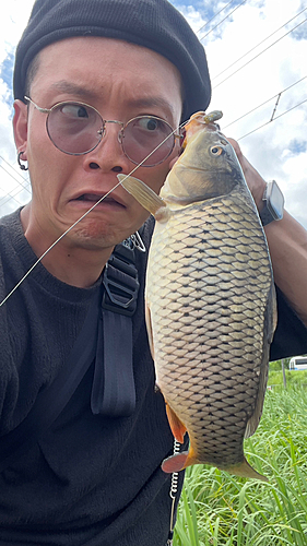 コイの釣果