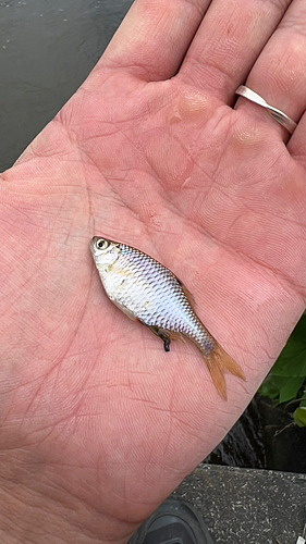 タナゴの釣果