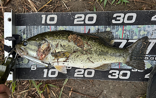 ブラックバスの釣果