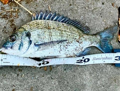 ミナミクロダイの釣果