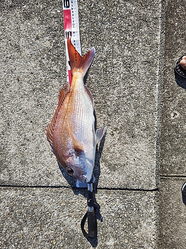 マダイの釣果