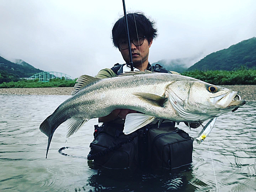 スズキの釣果