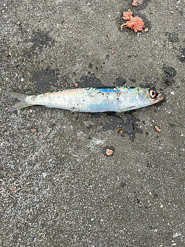 ウルメイワシの釣果