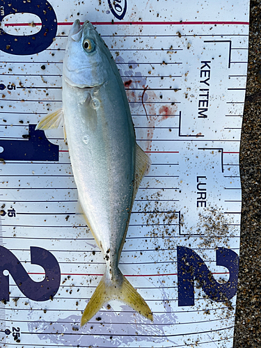 ツバスの釣果