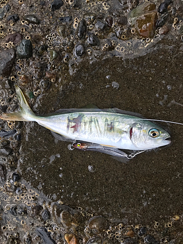 ワカシの釣果