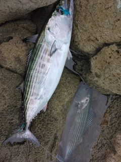 ハガツオの釣果