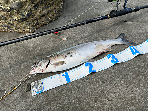 カラフトマスの釣果