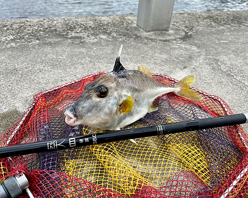 ギマの釣果