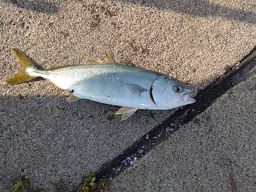 ヤズの釣果