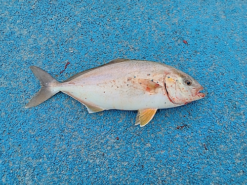 ショゴの釣果