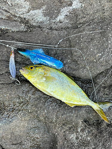 ショゴの釣果