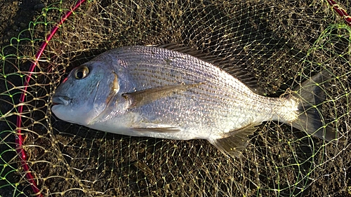 ヘダイの釣果