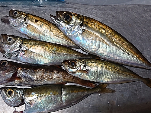 アジの釣果