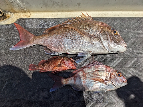 マダイの釣果