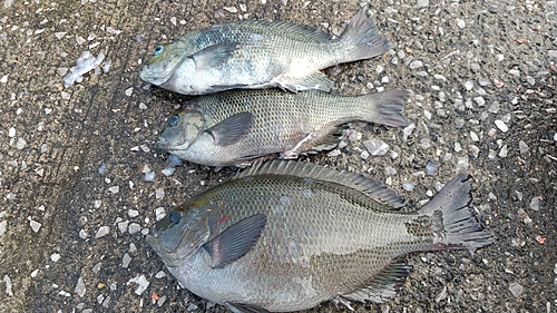 クチブトグレの釣果