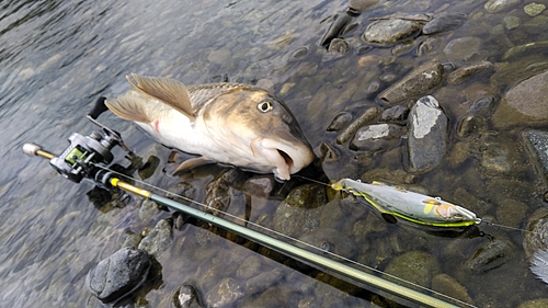 ニゴイの釣果