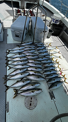 ハマチの釣果