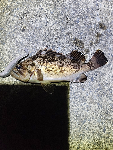 クロソイの釣果