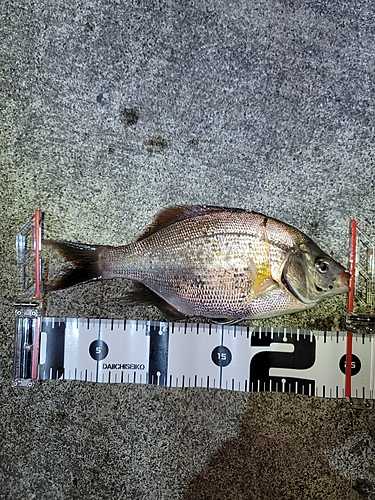 タナゴの釣果