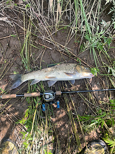 ニゴイの釣果