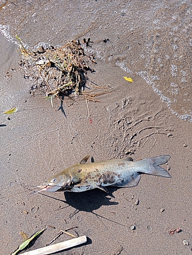 アメリカナマズの釣果