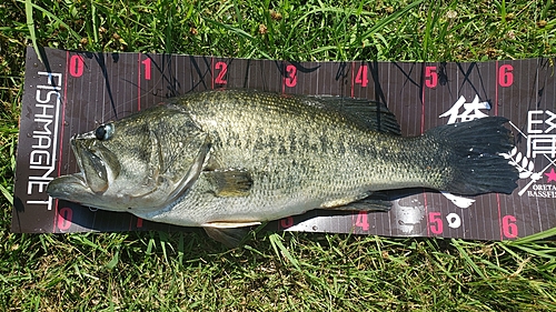 ブラックバスの釣果